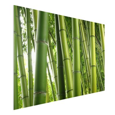 Obraz Forex - Drzewa bambusowe Nr 1