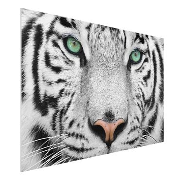 Obraz Forex - Biały tygrys