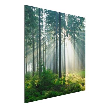 Obraz Alu-Dibond - Świetlany las