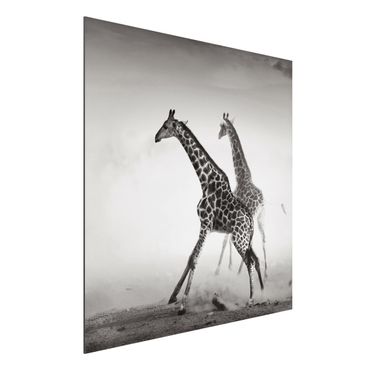 Obraz Alu-Dibond - Polowanie na żyrafę