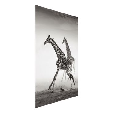 Obraz Alu-Dibond - Polowanie na żyrafę