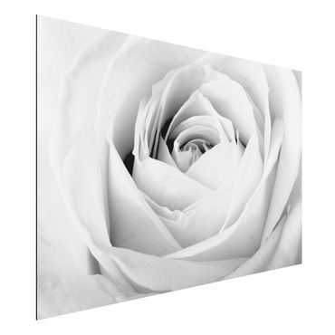 Obraz Alu-Dibond - Róża z bliska
