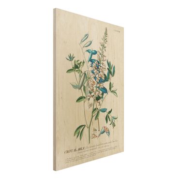Obraz z drewna - Vintage Botanika Ilustracja Rośliny strączkowe