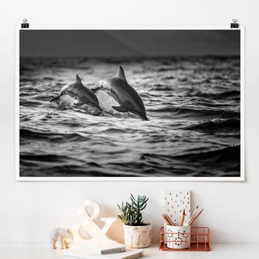 Plakat - Dwa skaczące delfiny