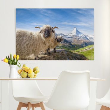 Obraz na płótnie - Czarnonose owce z Zermatt