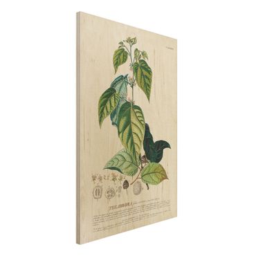 Obraz z drewna - Vintage Botanika Ilustracja Kakao