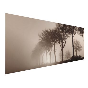 Obraz Alu-Dibond - Aleja drzew w porannej mgle