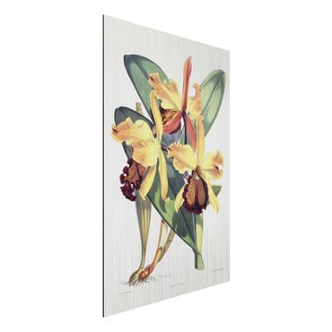 Obraz Alu-Dibond - Walter Hood Fitch - Orchidea