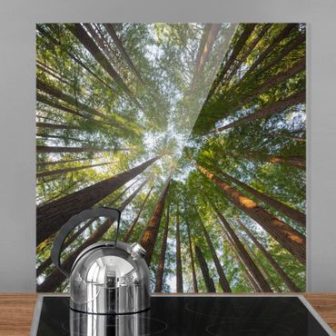 Panel szklany do kuchni - Downy koron drzew sekwoi
