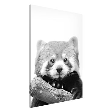 Tablica magnetyczna - Panda czerwona w czerni i bieli