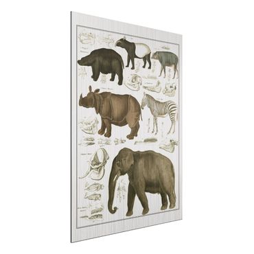 Obraz Alu-Dibond - Tablica edukacyjna w stylu vintage Słonie, zebry i nosorożce