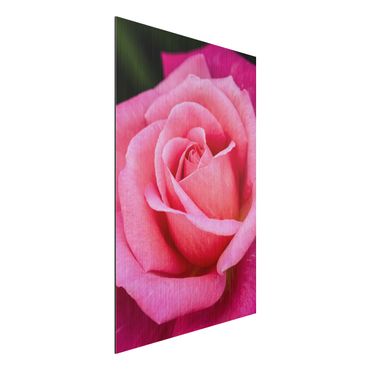 Obraz Alu-Dibond - Kwiat różowej róży na tle zieleni