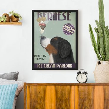 Plakat w ramie - Bernese Mountain Dog z lodami