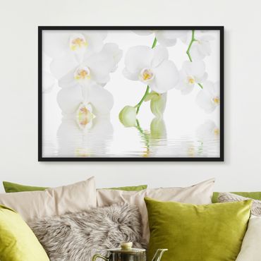 Plakat w ramie - Orchidea wellness - Orchidea biała