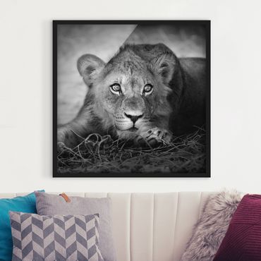 Plakat w ramie - Czające się lwiątko