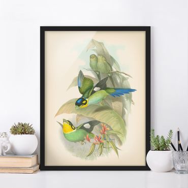 Plakat w ramie - Ilustracja w stylu vintage - ptaki tropikalne