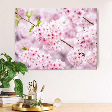 Obraz na szkle - Japońskie kwiaty wiśni