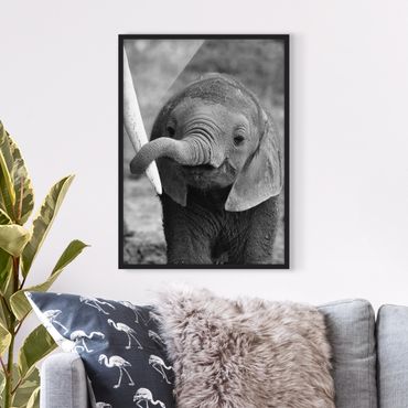Plakat w ramie - Baby słoń