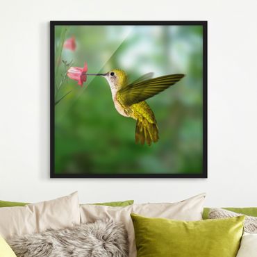 Plakat w ramie - Koliber i kwiat