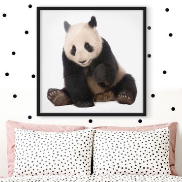 Plakat w ramie - Panda Paws