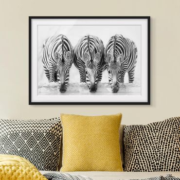 Plakat w ramie - Zebra Trio czarno-biała
