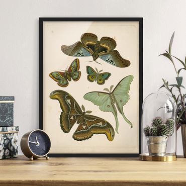 Plakat w ramie - Ilustracja w stylu vintage Motyle egzotyczne II