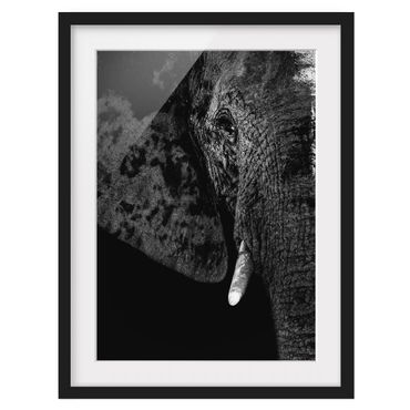 Plakat w ramie - Słoń afrykański czarno-biały