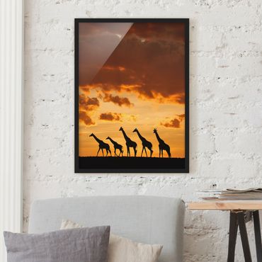 Plakat w ramie - Pięć żyraf