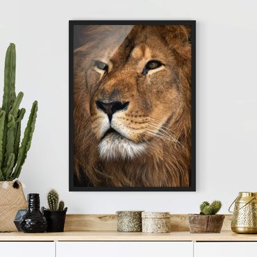 Plakat w ramie - Widok lwa