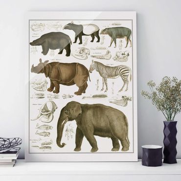 Obraz na szkle - Tablica edukacyjna w stylu vintage Słonie, zebry i nosorożce