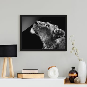Plakat w ramie - Portret lwicy