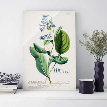 Obraz na szkle - Vintage Botanika Ilustracja Płucnica