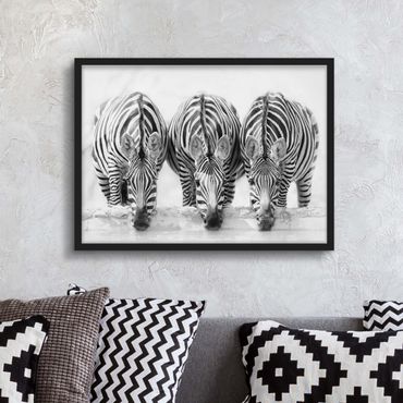 Plakat w ramie - Zebra Trio czarno-biała