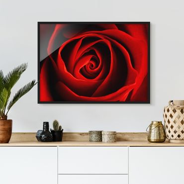 Plakat w ramie - Piękna róża
