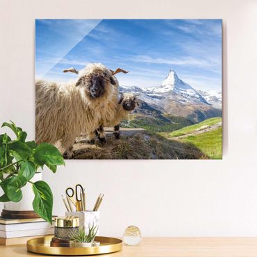 Obraz na szkle - Czarnonose owce z Zermatt