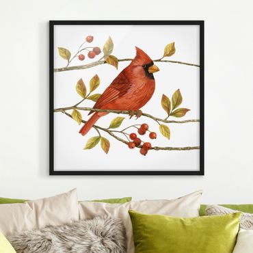 Plakat w ramie - Ptaki i jagody - Czerwony kardynał