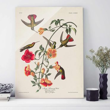Obraz na szkle - Tablica edukacyjna w stylu vintage Kolibry mango