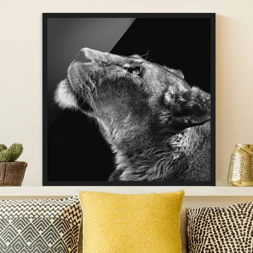 Plakat w ramie - Portret lwicy