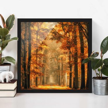 Plakat w ramie - Bajkowy las jesienią