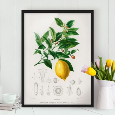 Plakat w ramie - Botany Vintage Illustration Lemon