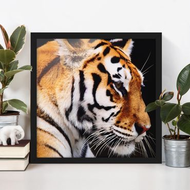 Plakat w ramie - Tiger Beauty