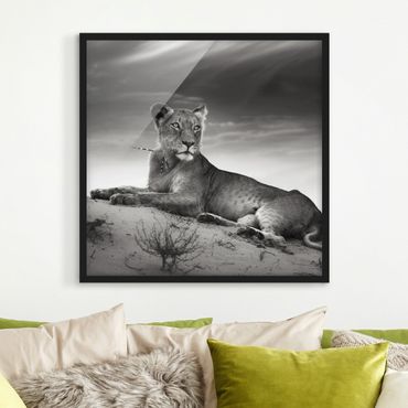 Plakat w ramie - Gniazdujący lew