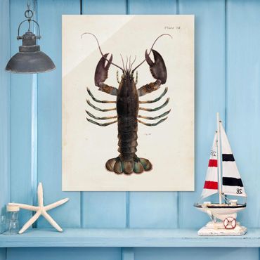 Obraz na szkle - Ilustracja homara w stylu vintage