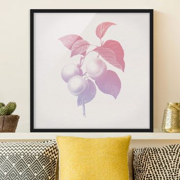 Plakat w ramie - Nowoczesna botanika w stylu vintage Brzoskwiniowy Różowy Fioletowy