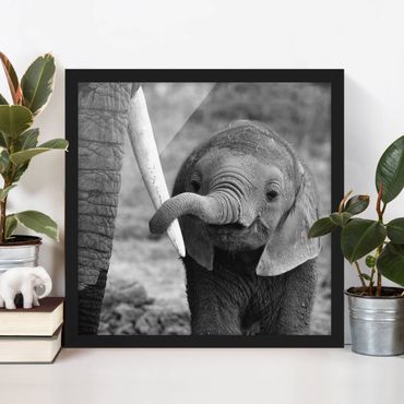Plakat w ramie - Baby słoń