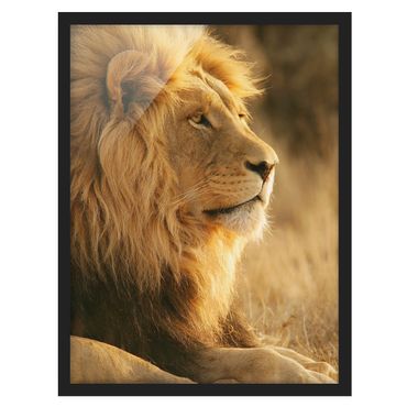 Plakat w ramie - Król lew