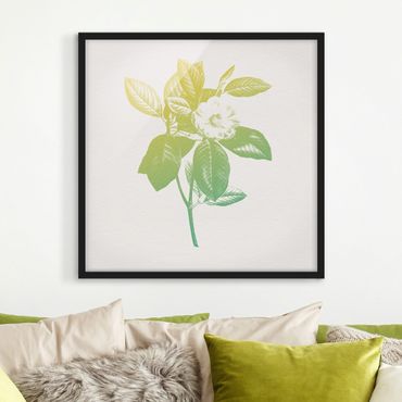 Plakat w ramie - Nowoczesna botanika w stylu vintage Botanika Kwiat wiśni Zielony Żółty