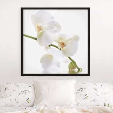 Plakat w ramie - Wody białej orchidei