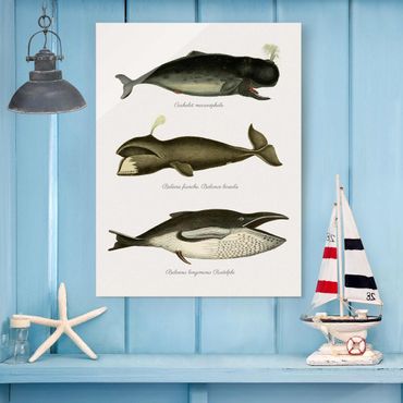 Obraz na szkle - Trzy wieloryby w stylu vintage