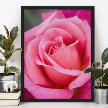 Plakat w ramie - Kwiat różowej róży na tle zieleni